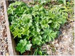 Garten 15.jpg