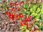 Garten 9.jpg