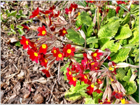 Garten 9.webp