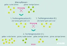Mendelsche-Regeln-Unabhängigkeitsregel.webp