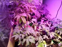IMG_20210410_103050.webp