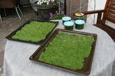 Bärlauch0121.webp