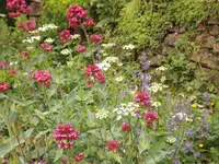 spornblume katzenminze giersch.webp