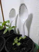 P1030236Schokoladenblume.webp