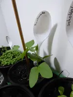 P1030237Prunkwinde.webp