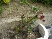 11_05_2020 (16).webp