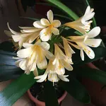 Clivia-III_2021-04_08.jpg