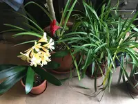 Clivia-III_2021-04_09.jpg