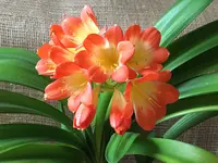 Clivia-I_2020-03_0 (1).jpg
