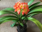 Clivia-I_2020-03_0.jpg