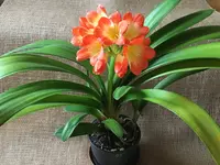Clivia-I_2020-03_0.jpg
