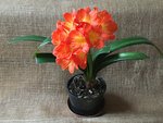 Clivia-II_2020-03_0.jpg