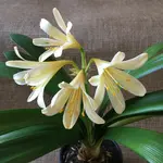 Clivia-III_2020-02_07.jpg