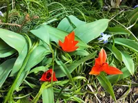 DSCF4616 (2).JPG