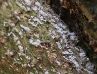 Screenshot 2021-04-12 110048.jpg Screenshot 2021-04-12 110048.jpg