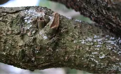 Screenshot 2021-04-12 110212.jpg Screenshot 2021-04-12 110212.jpg