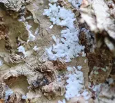 Screenshot 2021-04-12 110242.jpg Screenshot 2021-04-12 110242.jpg