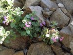 IMG_0227.JPG