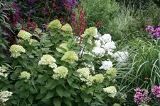 Rispenhortensie Lime Light0318.webp