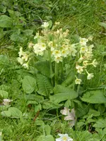 P1030186Schlüsselblume.webp