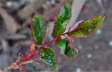 2021rsn01.webp 2021rsn01.webp