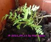 Forum Tagetes oder Tomaten 2021_04_11 P1160802.webp