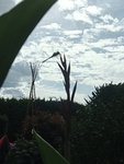 IMG_20200829_151718.jpg