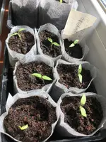 Aubergineviolettalunga.JPG.webp