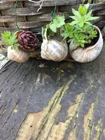 Schneckenhäuser.webp