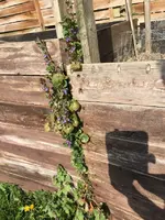 GundermannamHochbeet.webp