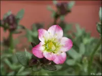 c013.webp