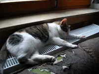 IMGP1367.webp