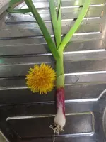 Frühlings Knoblauch.webp