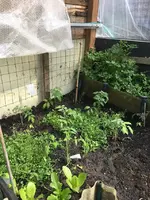 TomatenWalipini.webp