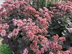 Fetthenne Sedum.jpg