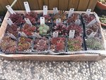 IMG_20210416_200924.jpg