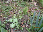 Phlomis Tuberosa.JPG
