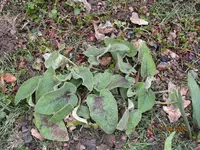 Phlomis russeliana.webp