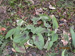 Phlomis russeliana.JPG