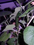 IMG_20210417_195802219.jpg