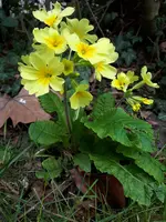 20210417_121908.webp