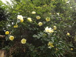 rose golden gate (2).JPG