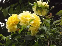 rose golden gate.webp