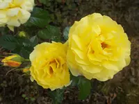 Klettergelb1.webp