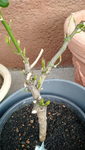 IMG_20200429_091343484.png