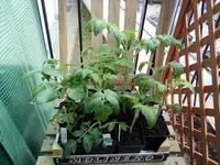 IMG_20210419_123437.webp