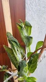 20210407_112148.webp
