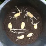 Kartoffeln im Kübel_01.jpg