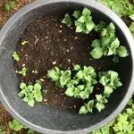 Kartoffeln im Kübel_02.jpg