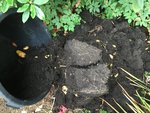 Kartoffeln im Kübel_03.jpg